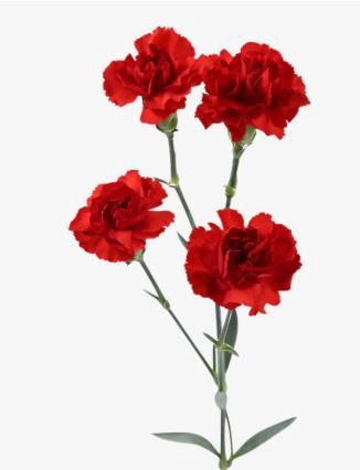 <h4>Di Tr Dracula</h4>