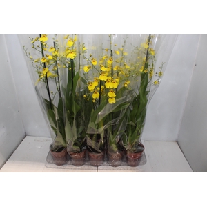 ONCIDIUM ALOHA P12