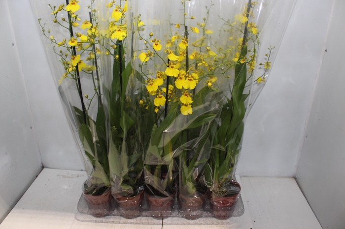 <h4>ONCIDIUM ALOHA P12</h4>