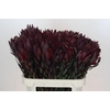 Leucadendron Saf Sunset Dark R.