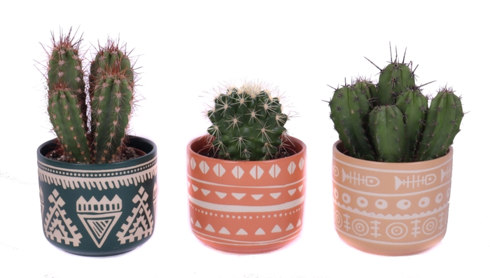 <h4>Cactus mix 8,5 cm in vanuatu pot</h4>
