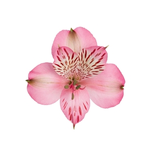 ALSTROEMERIA PAMELA 080 CM