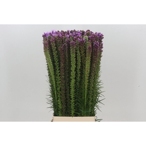 Liatris Spicata