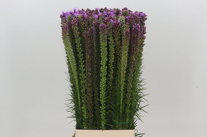 <h4>Liatris Spicata</h4>