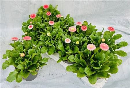 <h4>Bellis P Gr Rog Rose</h4>
