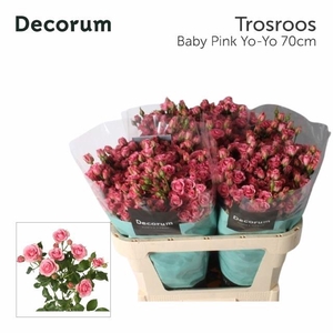 Rosa tros Baby Pink Yo-Yo