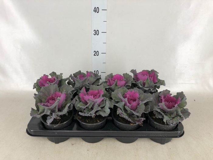 <h4>Brassica oler.  ...curled</h4>
