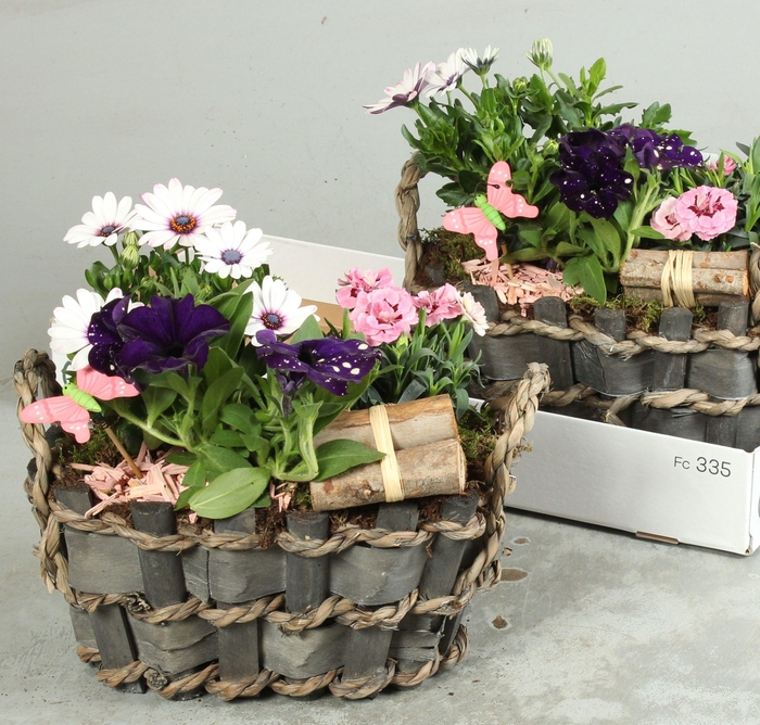 <h4>ARR TUINPLANTEN</h4>