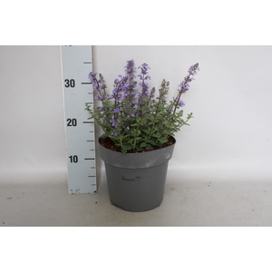vaste planten 19 cm  Nepeta Purssian Blue