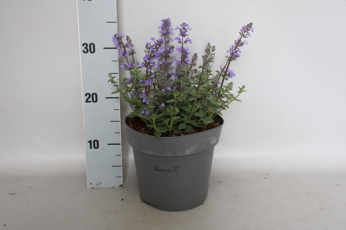 <h4>vaste planten 19 cm  Nepeta Purssian Blue</h4>