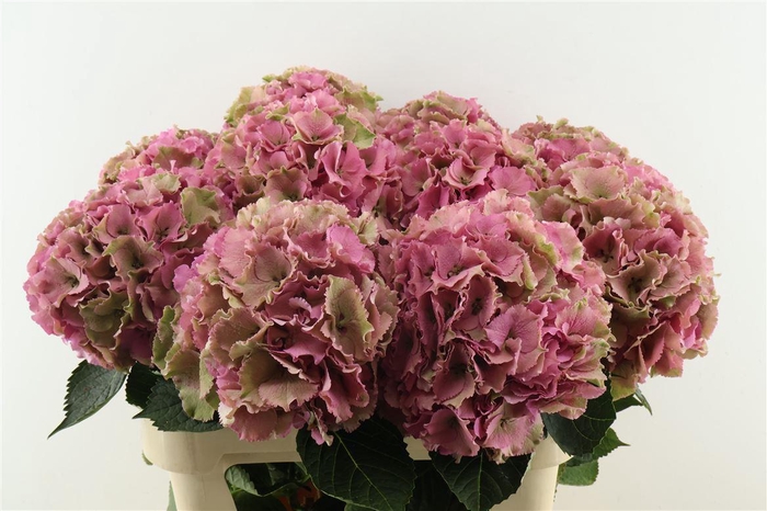 <h4>Hydr M Cl. Royal Palace 80-23</h4>