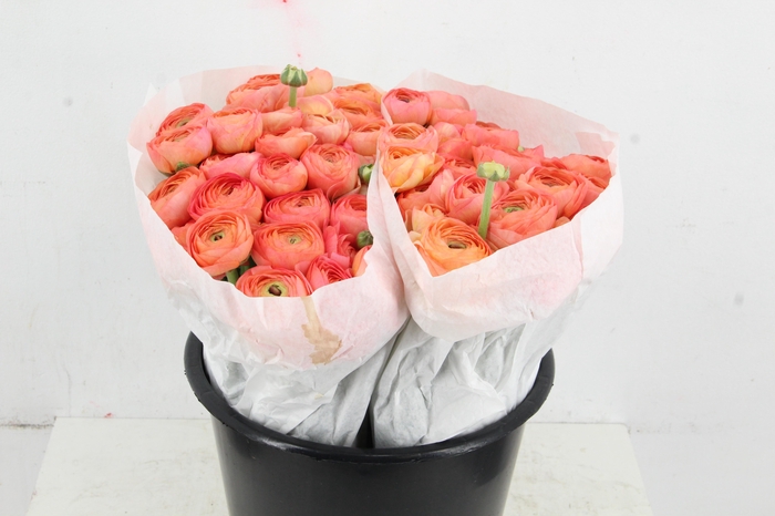 <h4>RAN SUCCES APRICOT</h4>