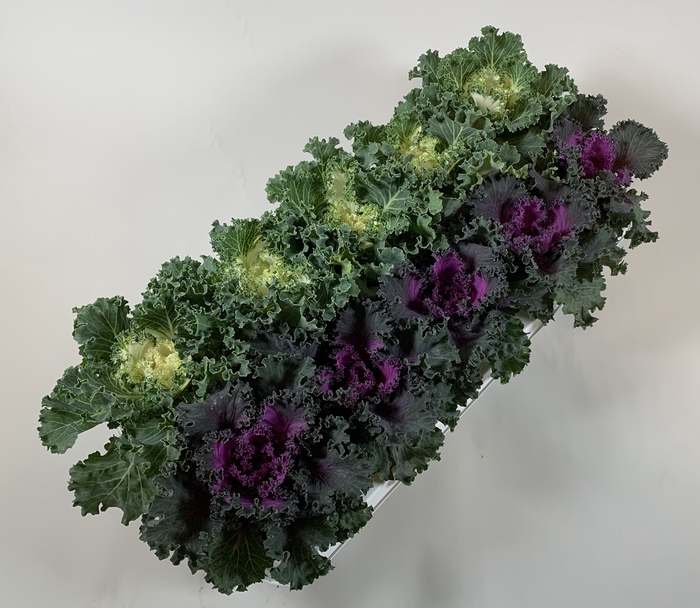 Brassica curly mix 10,5cm