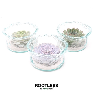 ROOTLESS Echeveria, Green glass