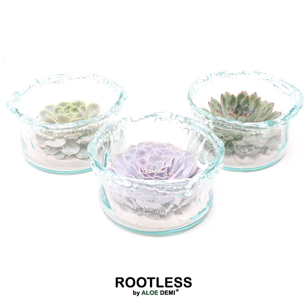 <h4>ROOTLESS Echeveria, Green glass</h4>