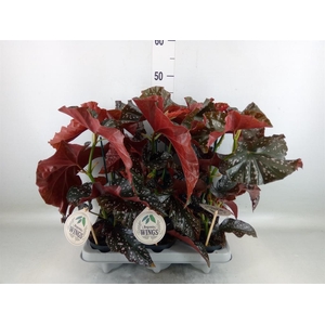 Begonia maculata