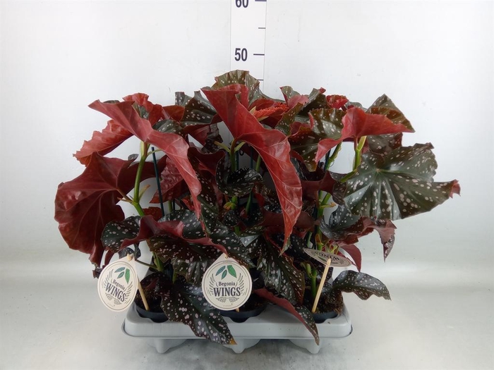 <h4>Begonia maculata</h4>