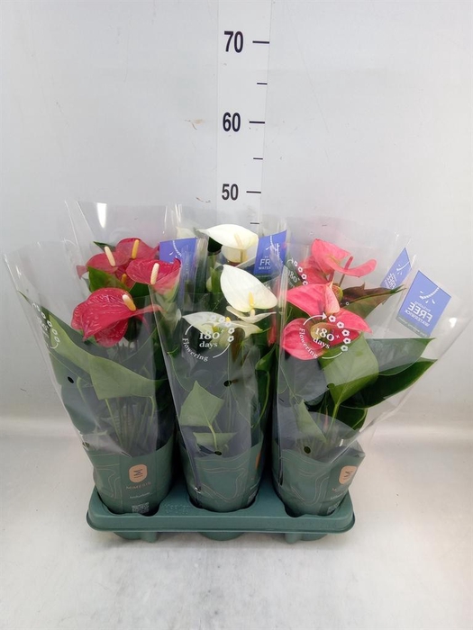 <h4>Anthurium   ...mix</h4>