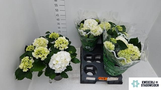 <h4>HYDR M SCHNEEBALL</h4>