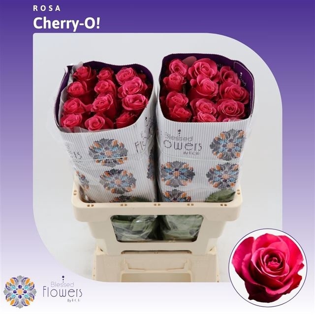 <h4>R GR CHERRY-O!</h4>