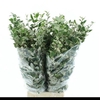 Cotoneaster 200 Gram