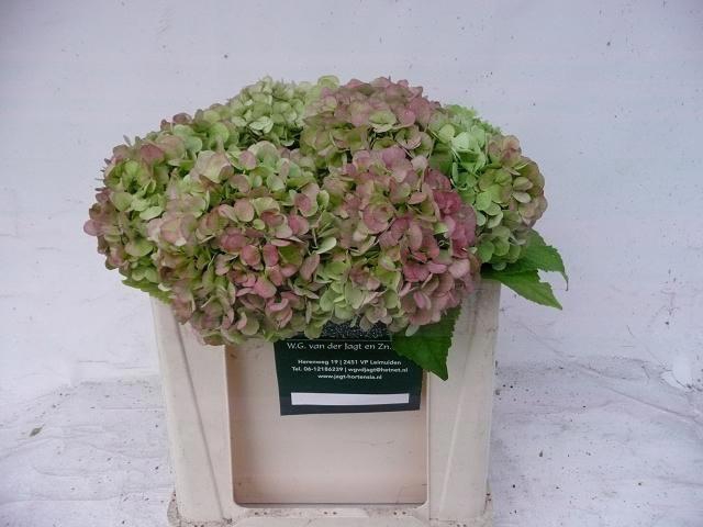 <h4>HYDR M  BLIZZARD CL</h4>