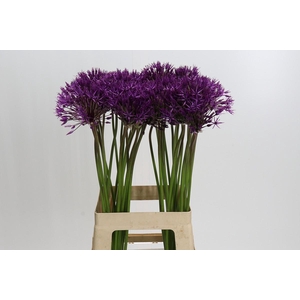 Allium Purple Rain