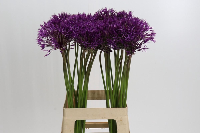 <h4>Allium Purple Rain</h4>