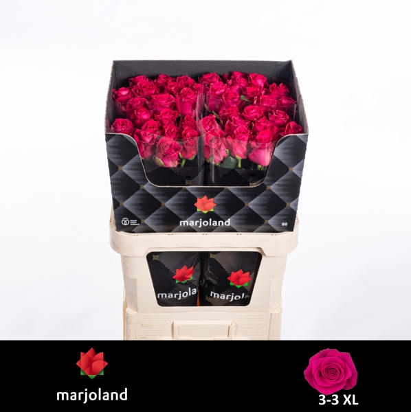 <h4>R Gr Xoch XL Marjoland</h4>