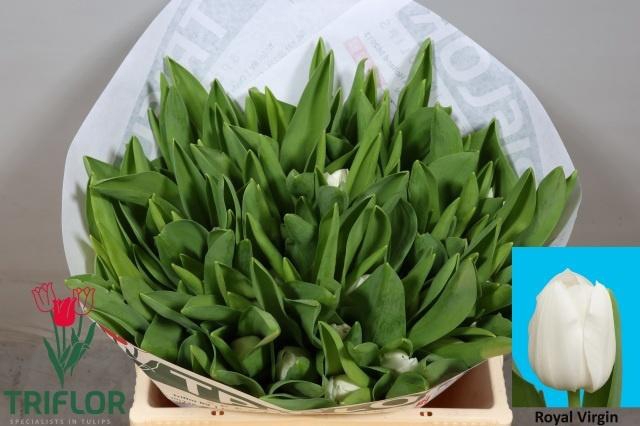 <h4>TU EN ROYAL VIRGIN</h4>