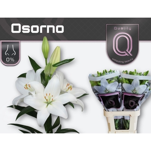 Li La Osorno 4+ Lily Master