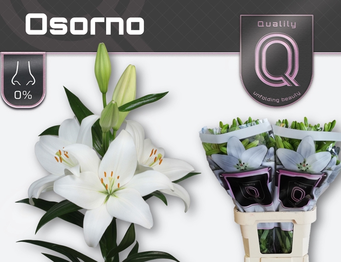 <h4>Li La Osorno 4+ Lily Master</h4>