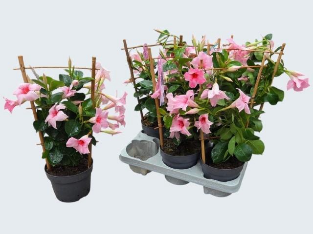 <h4>MANDE SUN CR PINK</h4>
