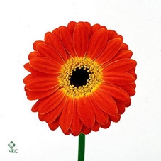 FR DU SOLEIL