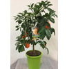 Citrus hystrix