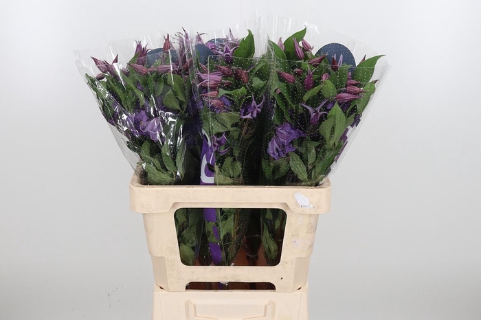 <h4>Clem Amazing Rome</h4>