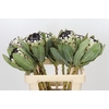 Protea Barbigera Snow Leopard Air