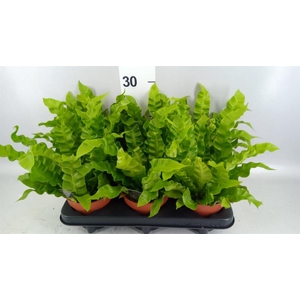 Asplenium nidus 'Crispy Wave'