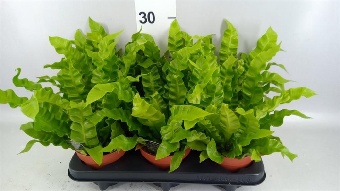 <h4>Asplenium nidus 'Crispy Wave'</h4>