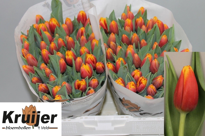 <h4>TU EN TROPICANA</h4>