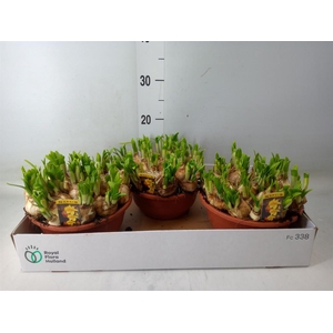 Narcissus  'Tete a tete'