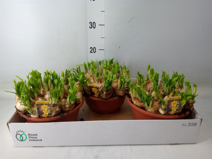 <h4>Narcissus 'Tete a tete'</h4>