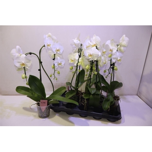 arr8 Phal Ov Wit Double Umbrella