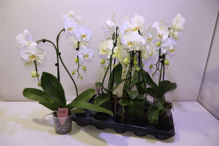 <h4>arr8 Phal Ov Wit Double Umbrella</h4>