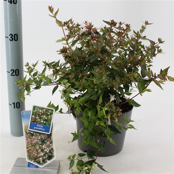 Abelia grandiflora