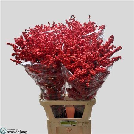 <h4>Ilex Ve Rode Bes</h4>