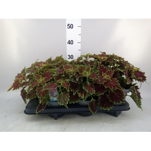 Plectranthus col. 'MSt Bourbon Str'