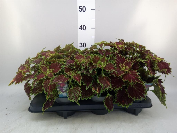 <h4>Plectranthus col. 'MSt Bourbon Str'</h4>