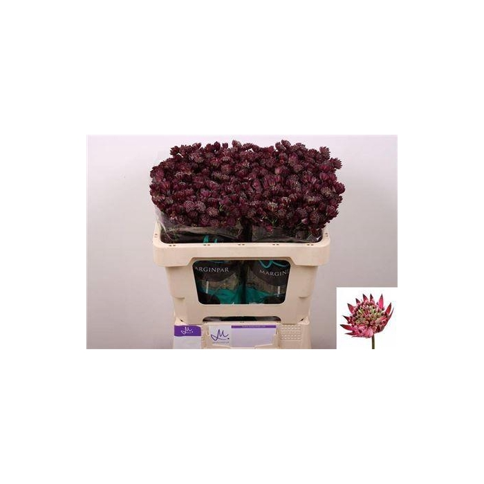 <h4>Astrantia Star Of Love</h4>