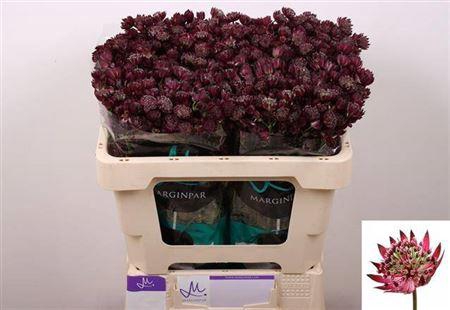 Astrantia Star Of Love